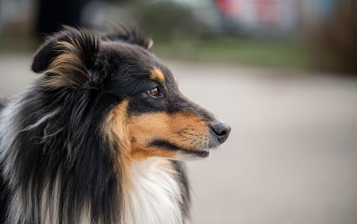 Come i cani affrontano il lutto: la perdita di un compagno umano o animale