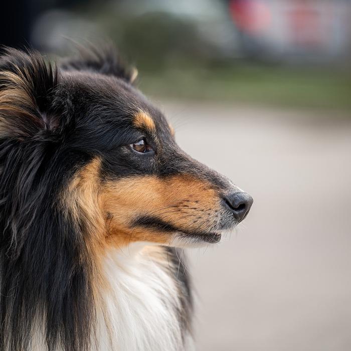 Come i cani affrontano il lutto: la perdita di un compagno umano o animale