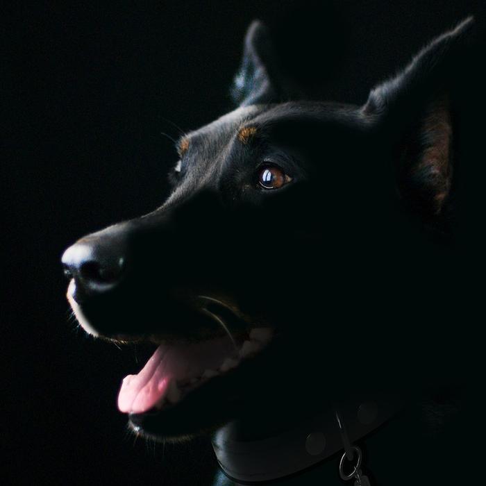 Crea un profilo Instagram per il tuo cane e farlo diventare una star