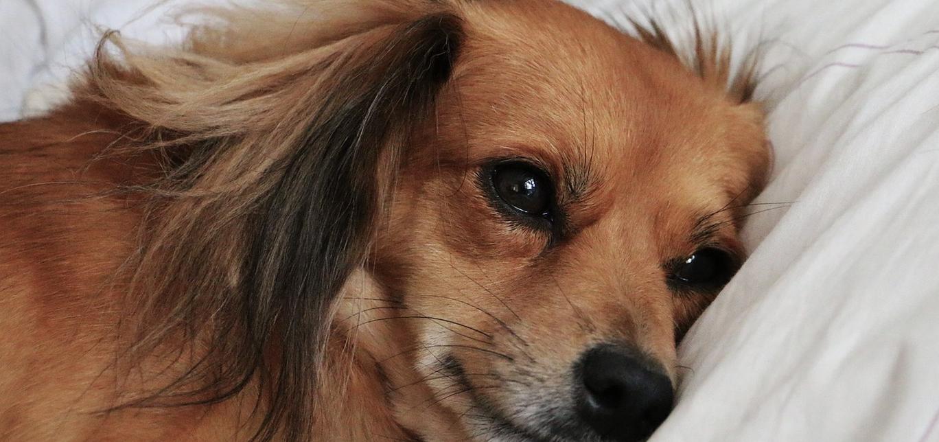 Decidere per l’eutanasia del tuo cane: come affrontare la scelta
