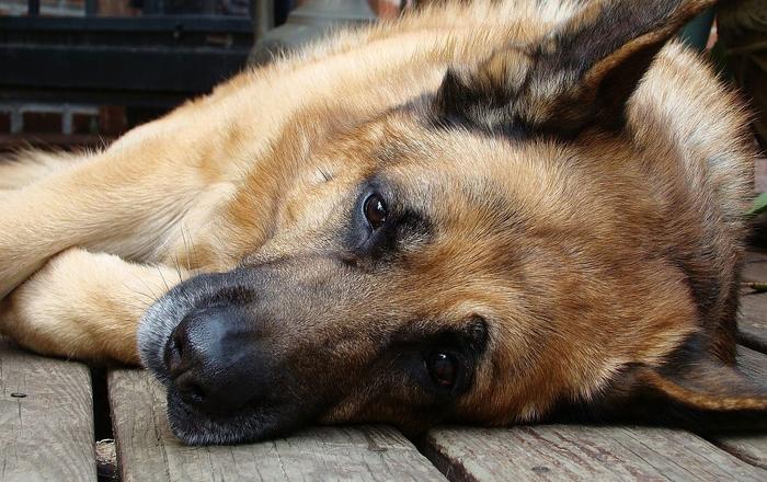 Diventa un volontario: come aiutare i cani meno fortunati e sentirsi più felici