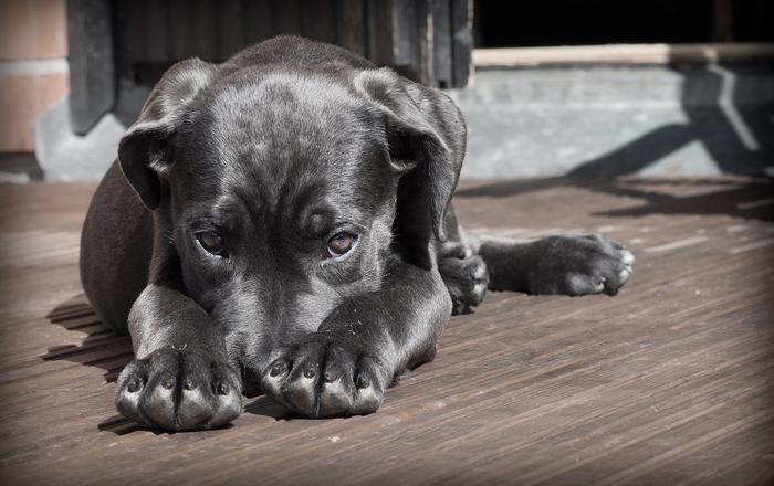 Dove Vanno i Cani Quando Muoiono: Riflessioni sulla Vita e la Morte