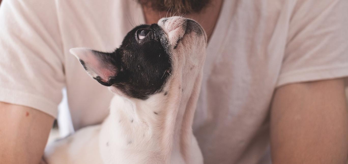 I cani capiscono le tue lacrime? La prova che sì