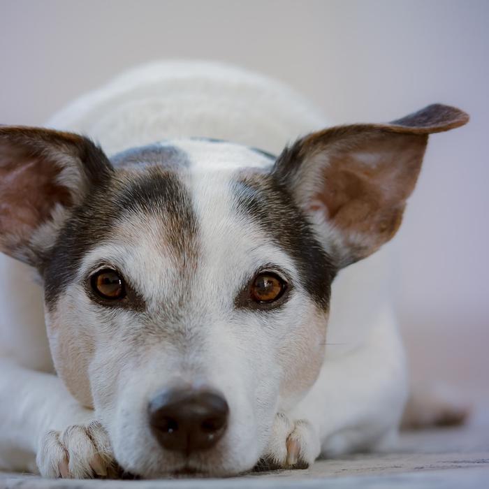 I Cani Capiscono Quando Stanno per Morire: Comportamenti da Osservare