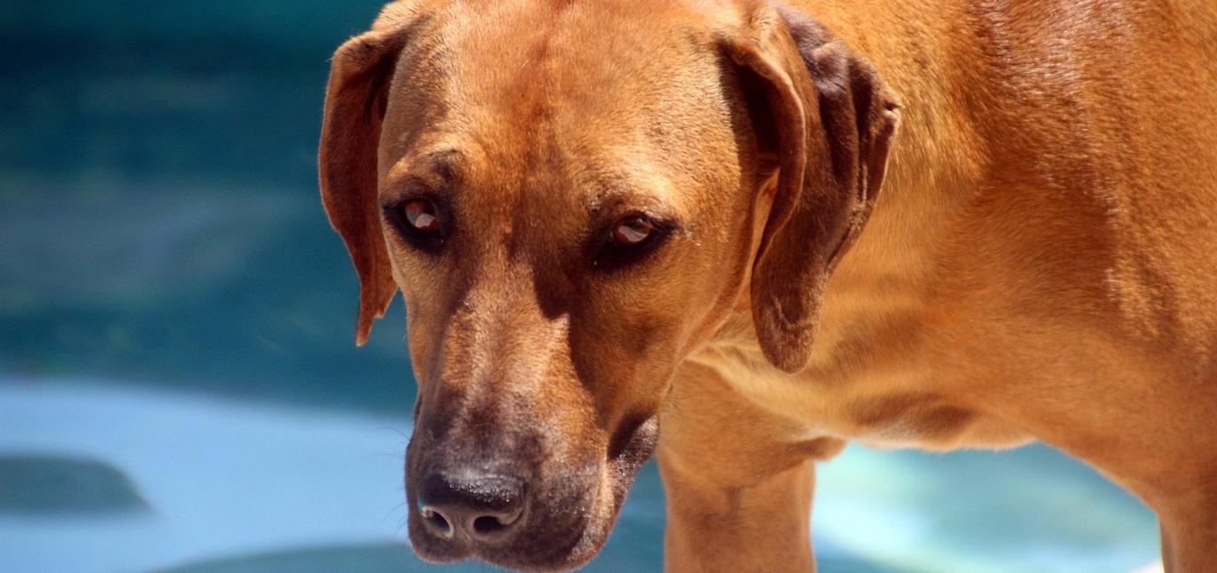 Il mondo degli odori: come il tuo cane usa il suo senso dell’olfatto