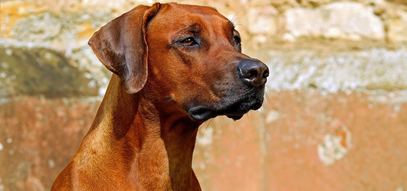 Massaggio per cani: scopri i benefici per il tuo amico a quattro zampe