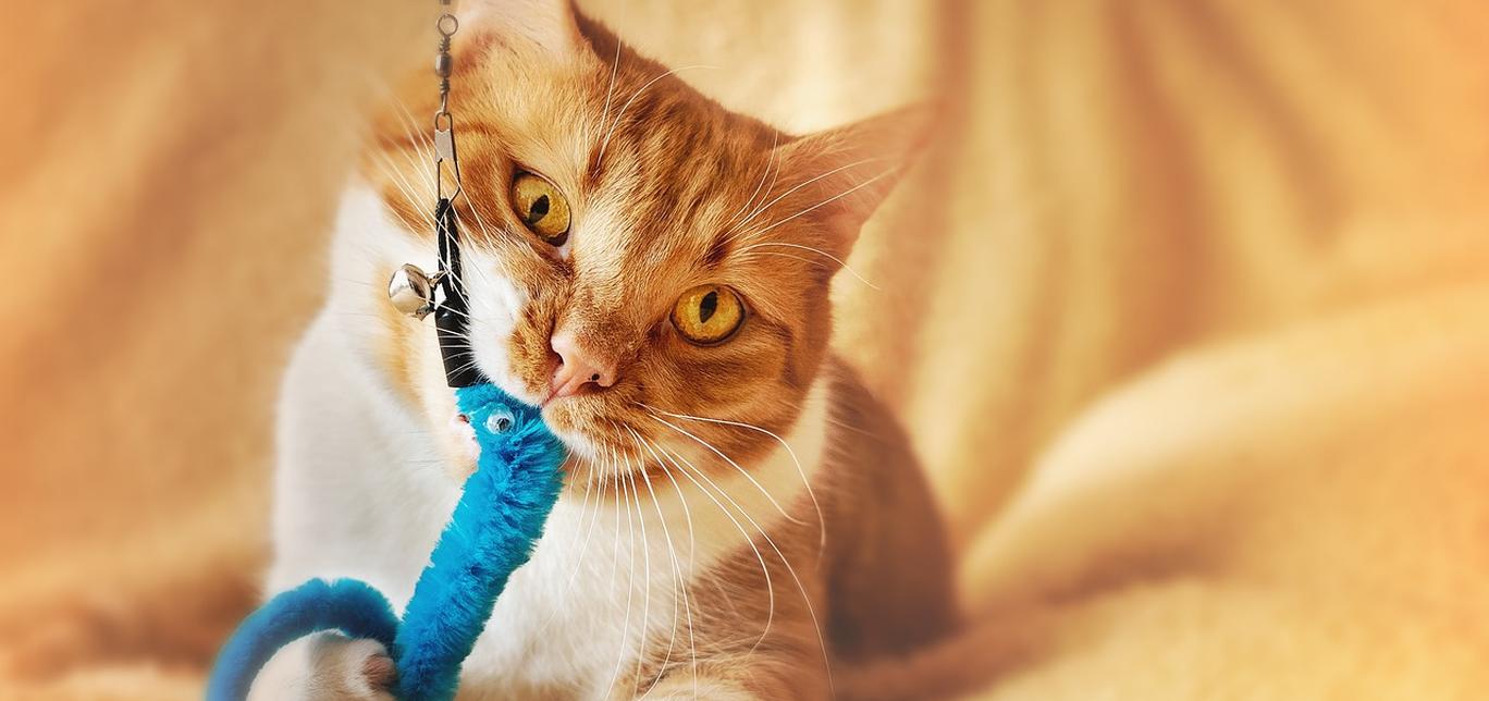 Gatti e giochi fai da te: Idee creative per giocattoli e attività fatte in casa.