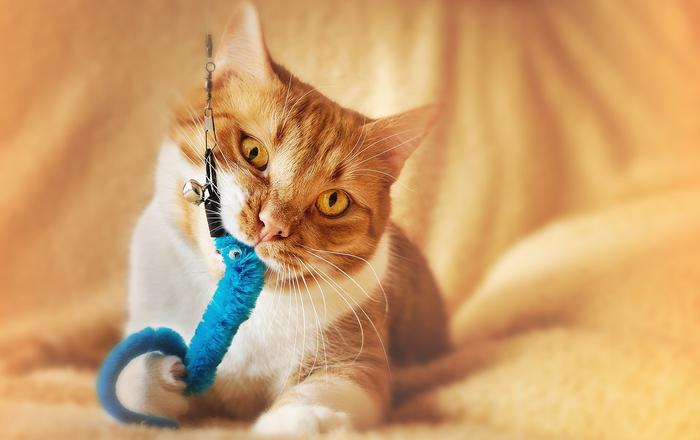 Gatti e giochi fai da te: Idee creative per giocattoli e attività fatte in casa.