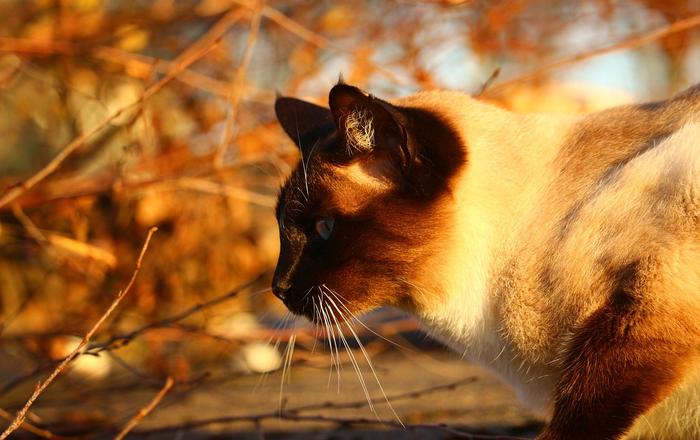Aggressività nei gatti: lotte, morsi e attacchi