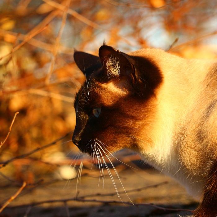 Aggressività nei gatti: lotte, morsi e attacchi