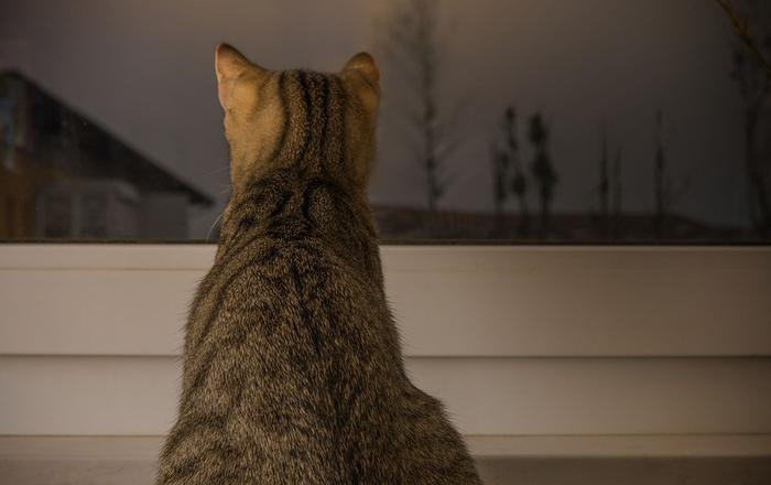 Gatti e abitudini notturne: Gestire il comportamento notturno dei gatti.