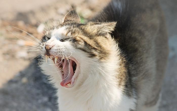 Perché i gatti soffiano? Il motivo è sorprendente!