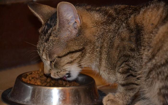 Gatti e cibo umido vs secco: Vantaggi e svantaggi di entrambi i tipi di cibo.