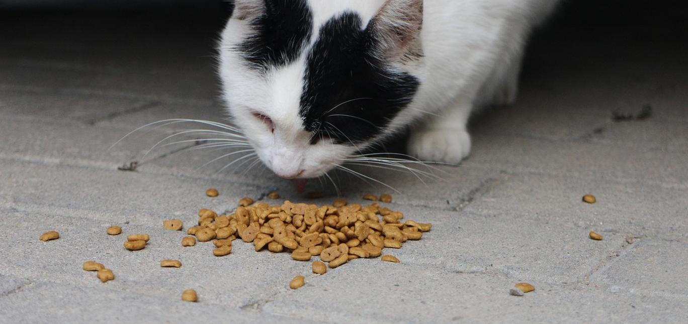 Alimentazione dei gatti: Tipi di cibo, porzioni, orari dei pasti e diete speciali