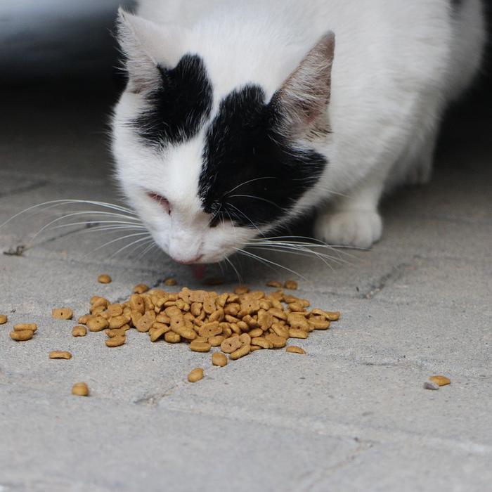 Alimentazione dei gatti: Tipi di cibo, porzioni, orari dei pasti e diete speciali