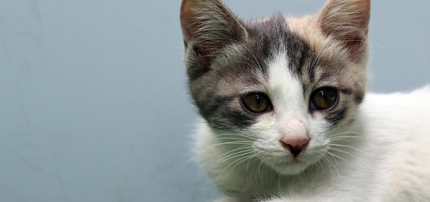 Cosa devi sapere sui vaccini antirabbici per i gatti