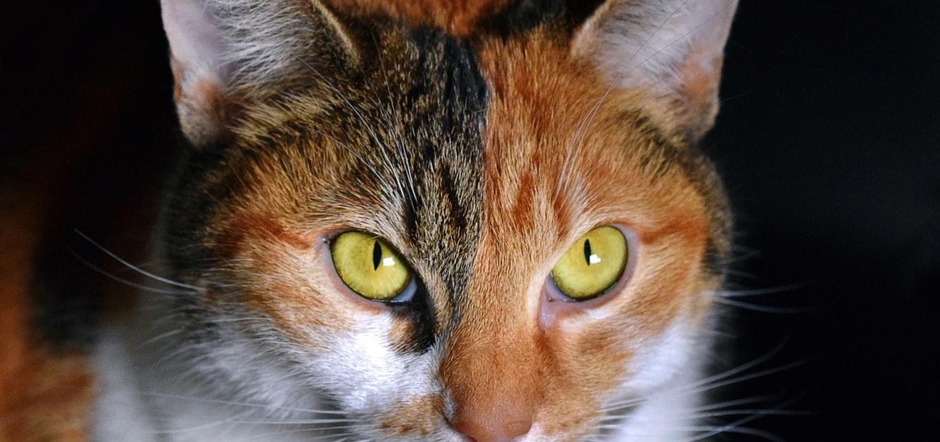 Gatti e pulizia delle orecchie: Come pulire delicatamente le orecchie del gatto.