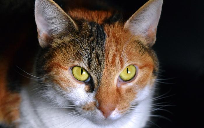 Gatti e pulizia delle orecchie: Come pulire delicatamente le orecchie del gatto.