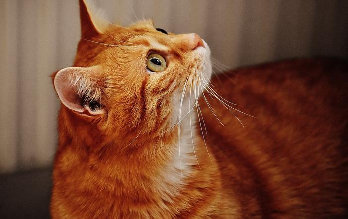 Disturbi della coagulazione piastrinica nei gatti