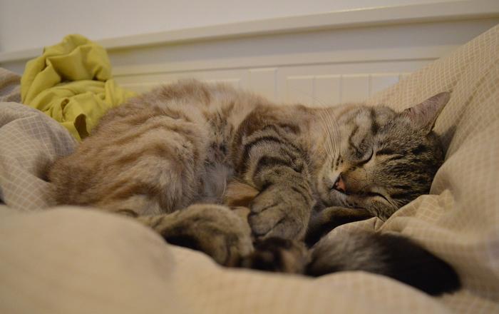 Narcolessia e cataplessia nei gatti