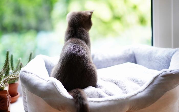 Gatti e finestre a soffitto: Sicurezza e intrattenimento per i gatti che amano osservare fuori.