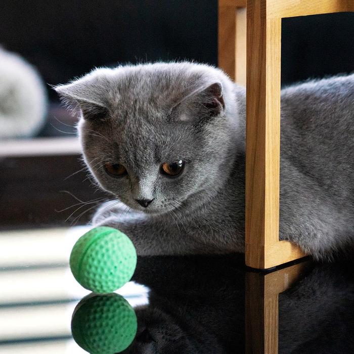 Gatti e mobili: Suggerimenti per evitare che il gatto danneggi i mobili.