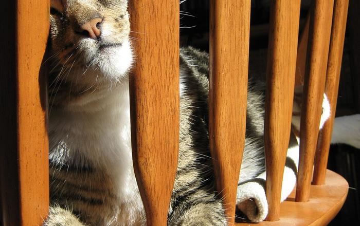 Gatti e spazi nascosti: Creare nascondigli e rifugi per il gatto.