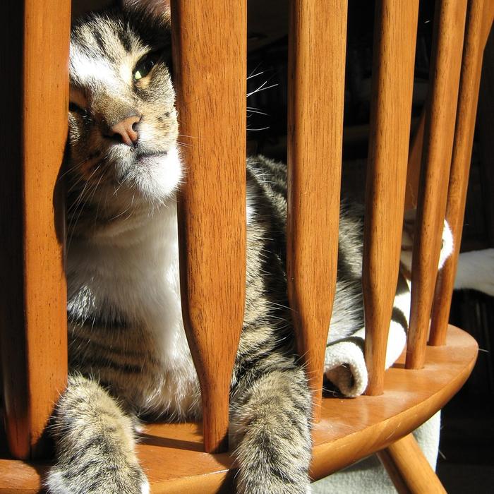 Gatti e spazi nascosti: Creare nascondigli e rifugi per il gatto.