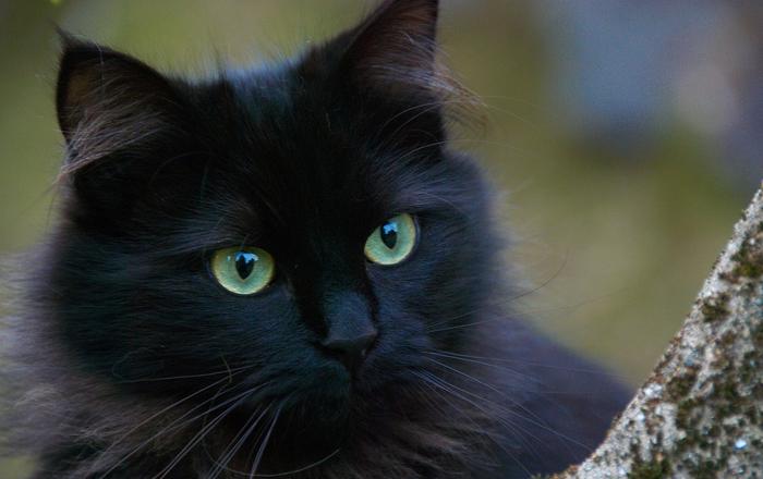 5 cose che non sai sui gatti neri