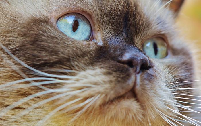 Gatto Exotic Shorthair: carattere, cura e alimentazione della razza