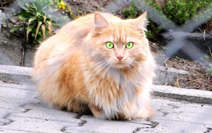 Gatto persiano: carattere, aspetto e cura del felino regale