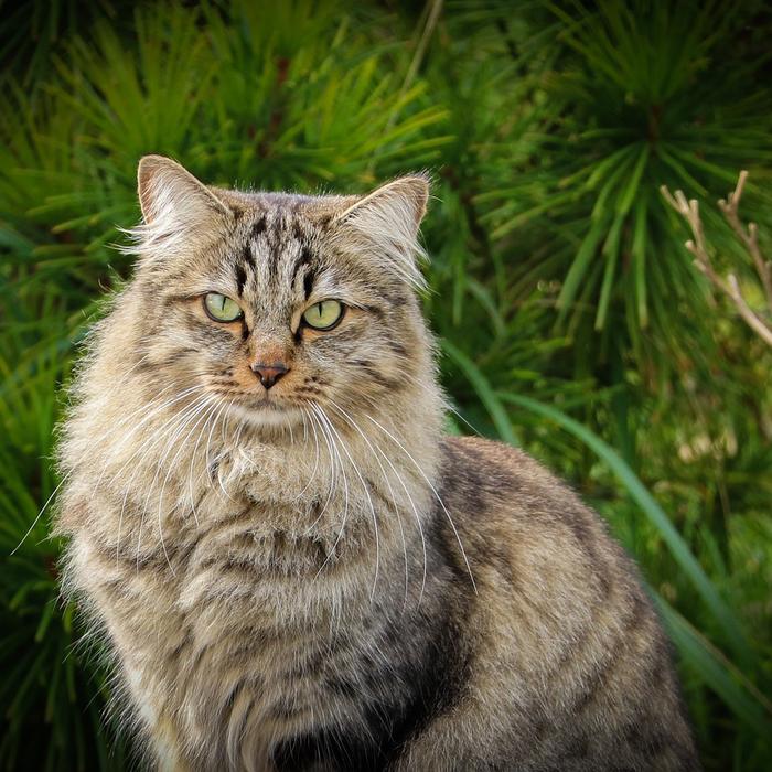 Gatto Siberiano: carattere, cura e alimentazione della razza
