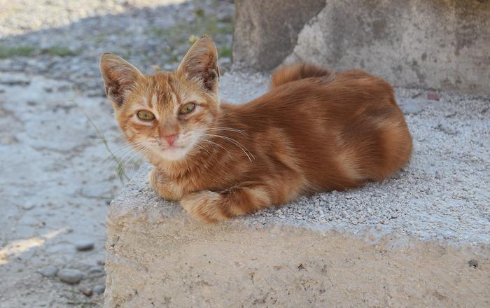 Salute e cura della razza di gatto Oriental Shorthair