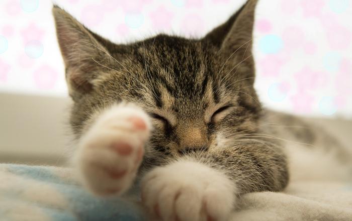 Posizioni in cui dorme il gatto e cosa significano