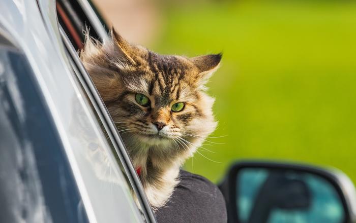 Come viaggiare con il tuo gatto in sicurezza