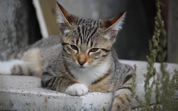 Gatti e cambiamenti di routine: Come aiutare il gatto ad adattarsi a nuove situazioni.