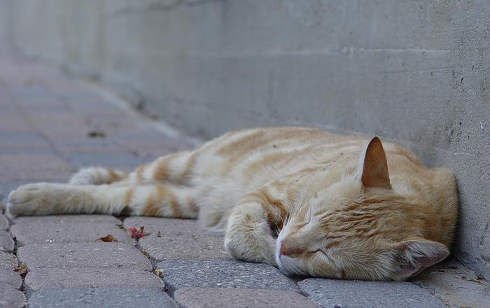 Cosa significa quando il tuo gatto dorme in una certa posizione? Il significato delle posizioni del gatto quando dorme!