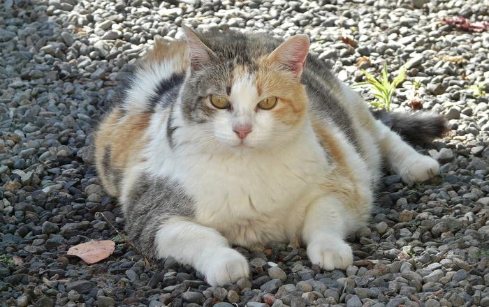Himmy, il gatto più pesante della storia: le cause e le conseguenze della sua obesità