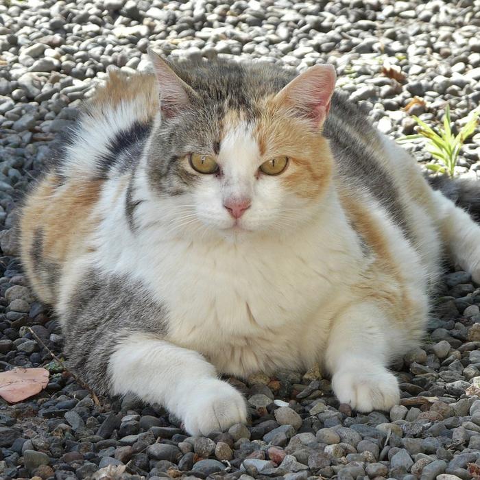 Himmy, il gatto più pesante della storia: le cause e le conseguenze della sua obesità