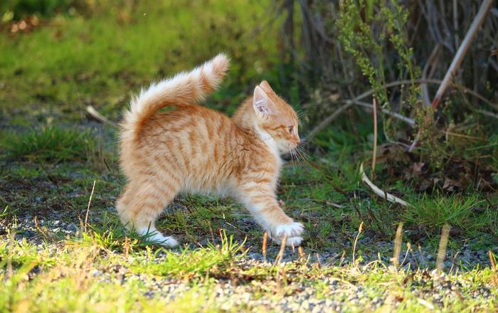 Perché i gatti hanno paura dei cetrioli? La spiegazione è sorprendente!