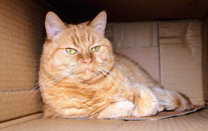Perché i gatti amano le scatole in cartone?