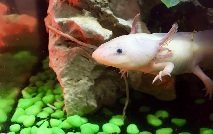 Scheda di allevamento - Axolotl - Ambystoma mexicanum