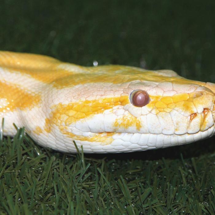 Scheda di allevamento - Pitone reticolato - Python reticulatus