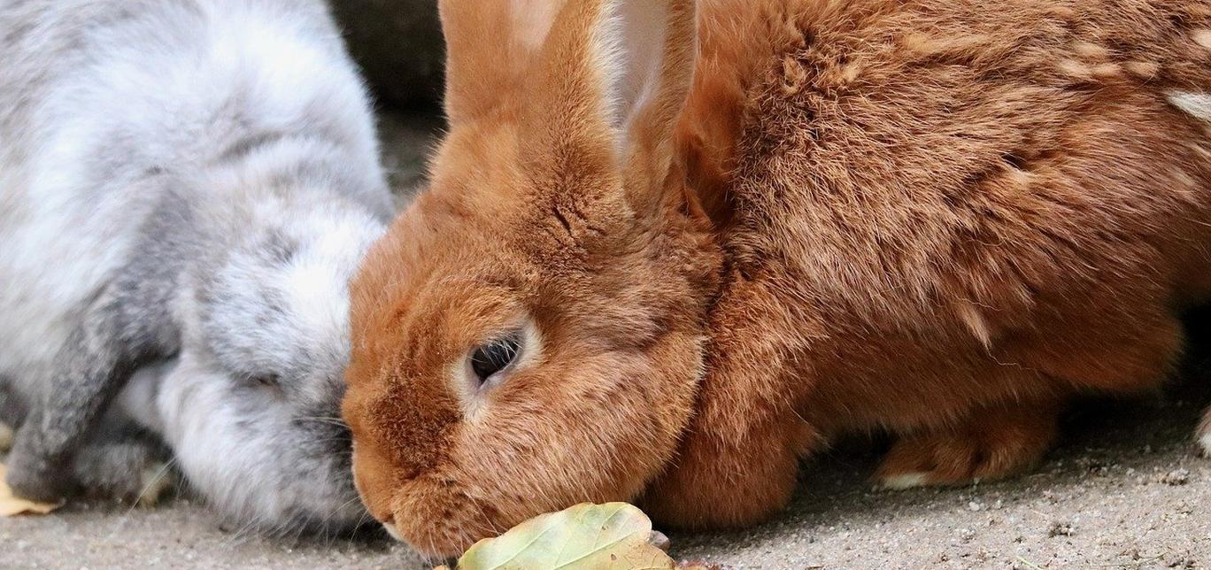 Cosa mangiano i Conigli nani: consigli per la loro alimentazione