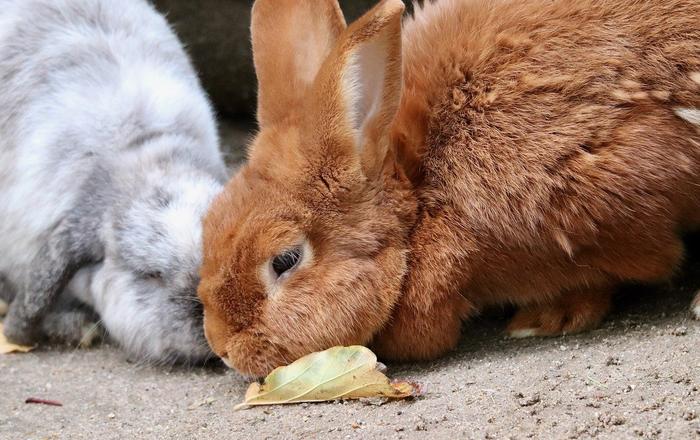 Cosa mangiano i Conigli nani: consigli per la loro alimentazione