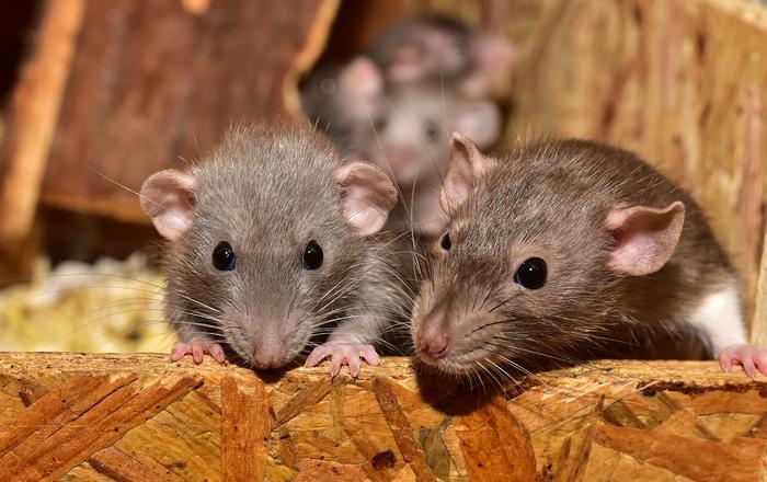 Cosa mangiano i Ratti domestici: consigli per la loro alimentazione