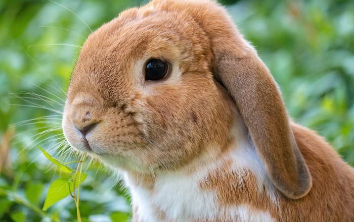 Come capire se un coniglio è maschio o femmina