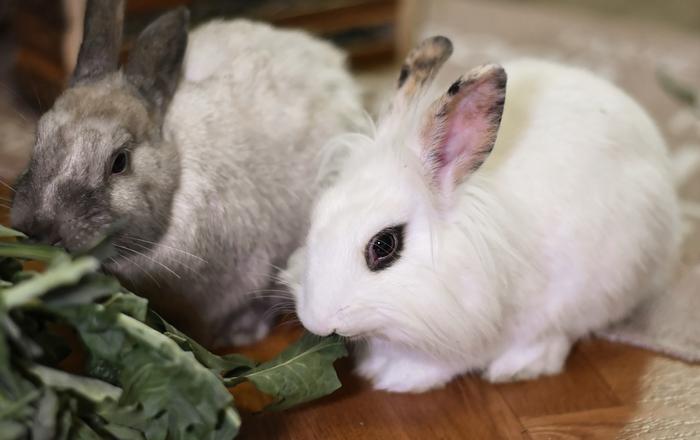 Come prendersi cura di un Coniglio nano