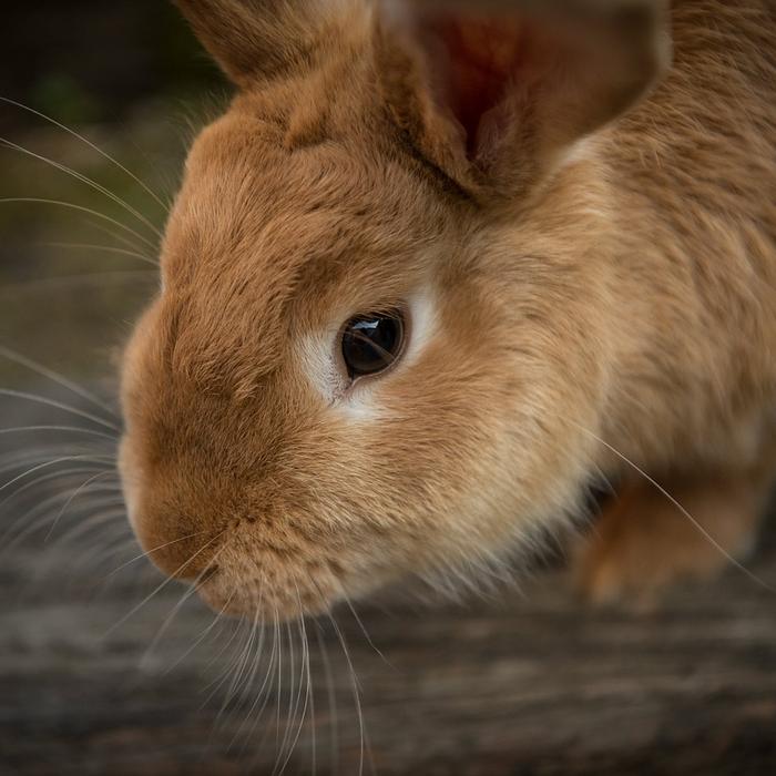 L’alimentazione del coniglio: guida pratica