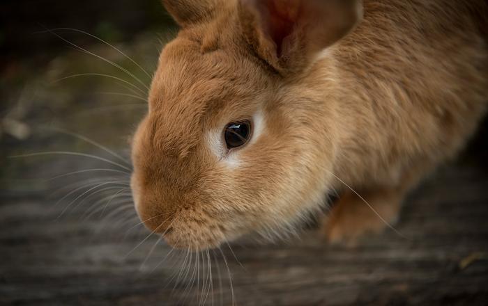 Lettiera per conigli: come educare un coniglio ad usarla